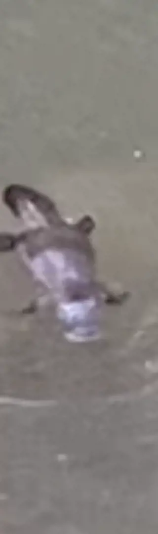 Morgenstund hat Gold im Mund